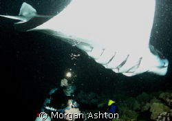The Show. Kona, Hawaii. Manta night dive. Taken with a Se... by Morgan Ashton 